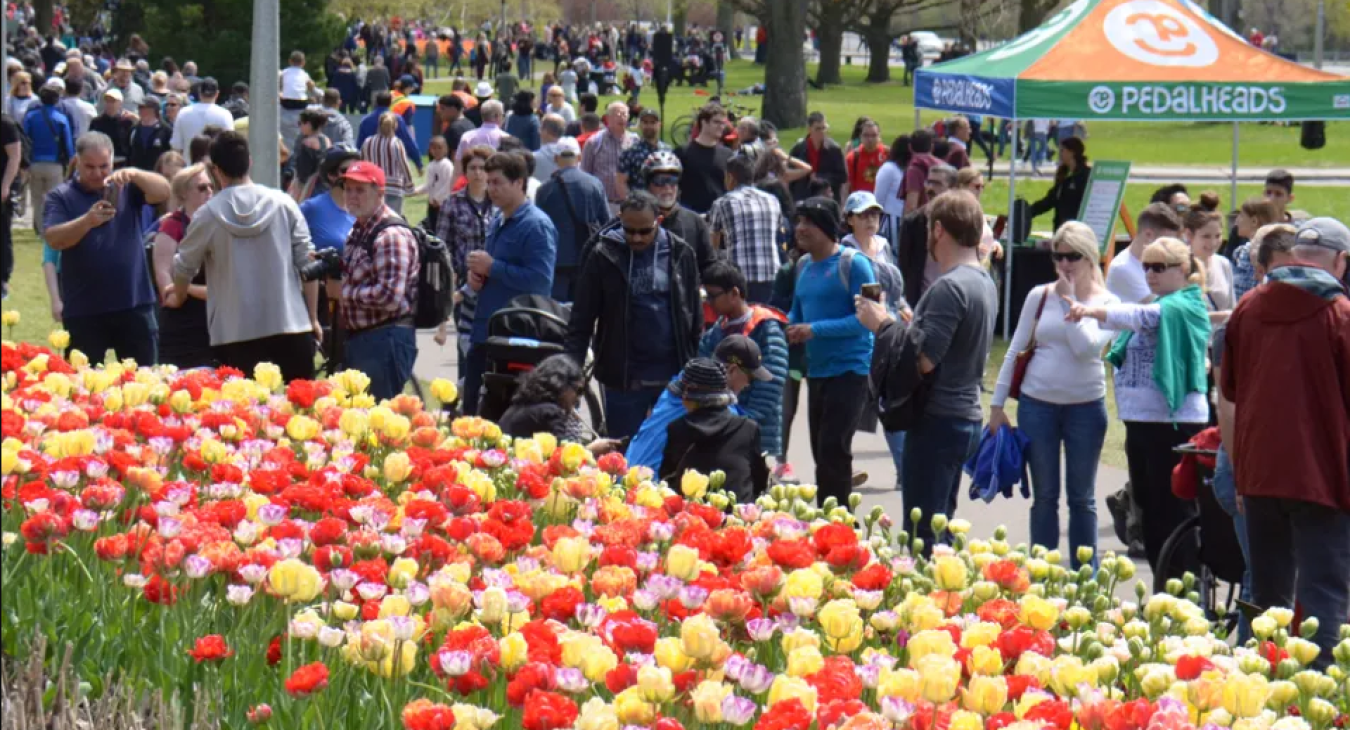 Tulip Fest